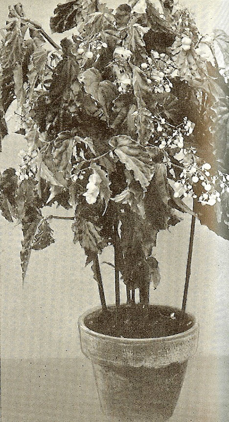 B. isoptera